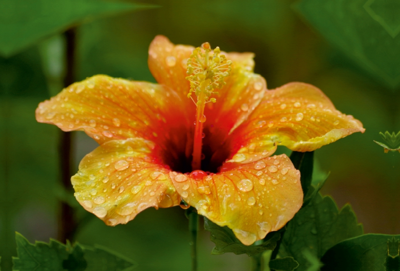 Ein Motiv aus dem Kalender 'Zarte Schönheiten - Feine Hibiskusblüten'