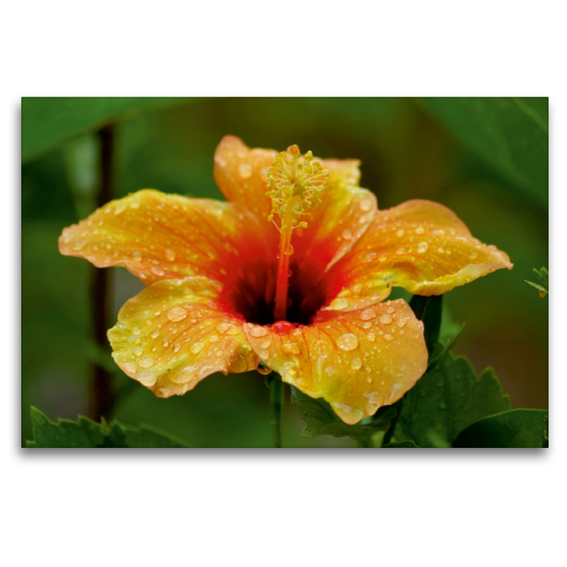 Ein Motiv aus dem Kalender 'Zarte Schönheiten - Feine Hibiskusblüten'