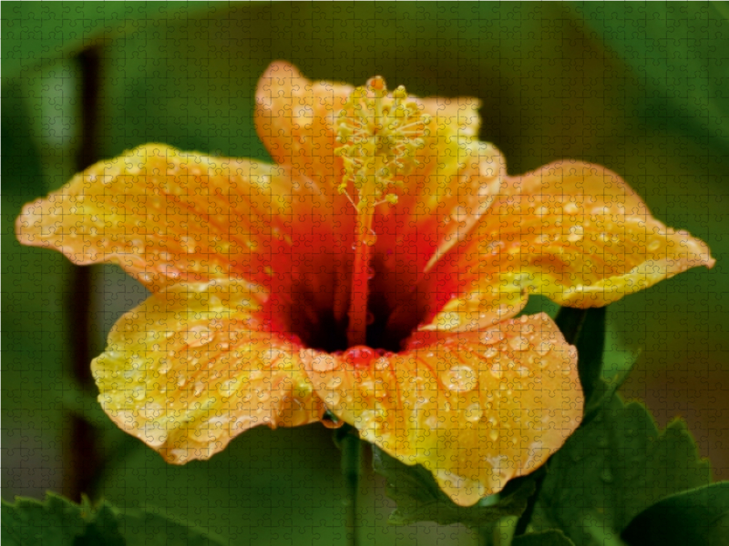 Ein Motiv aus dem Kalender 'Zarte Schönheiten - Feine Hibiskusblüten'