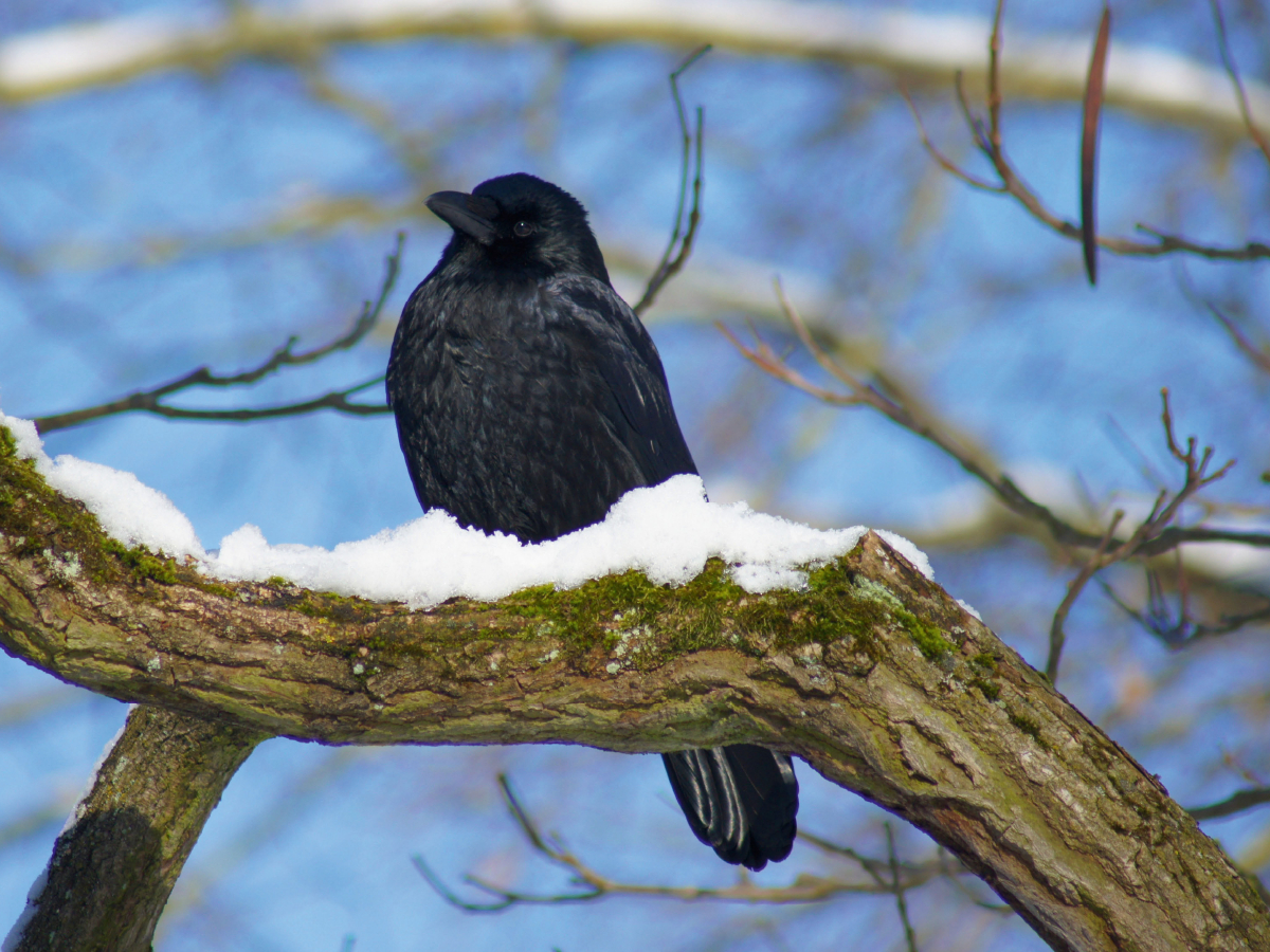 Rabe im Winter