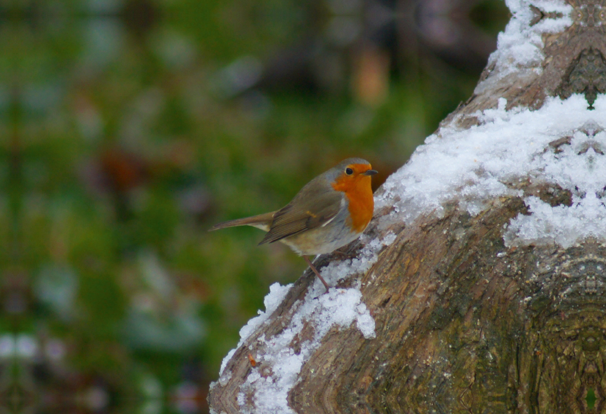 Rotkehlchen im Winter