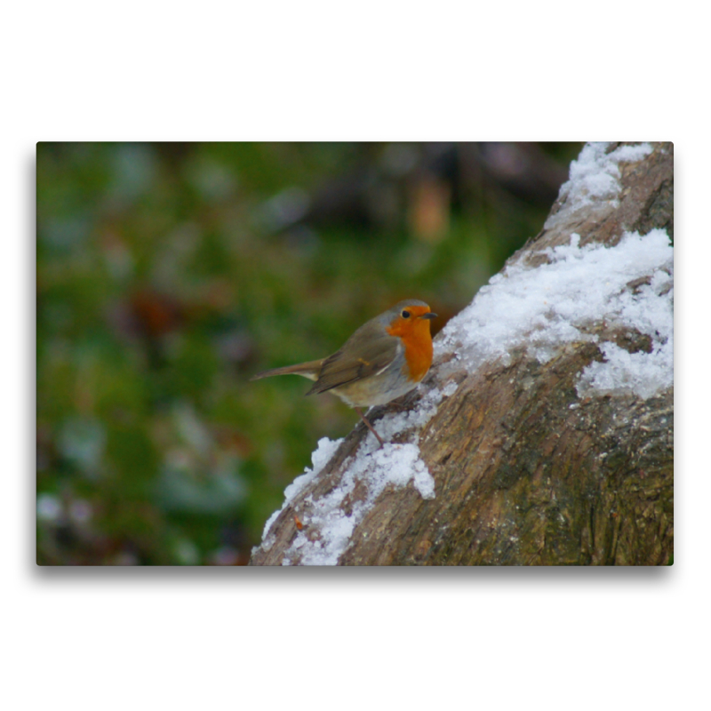 Rotkehlchen im Winter