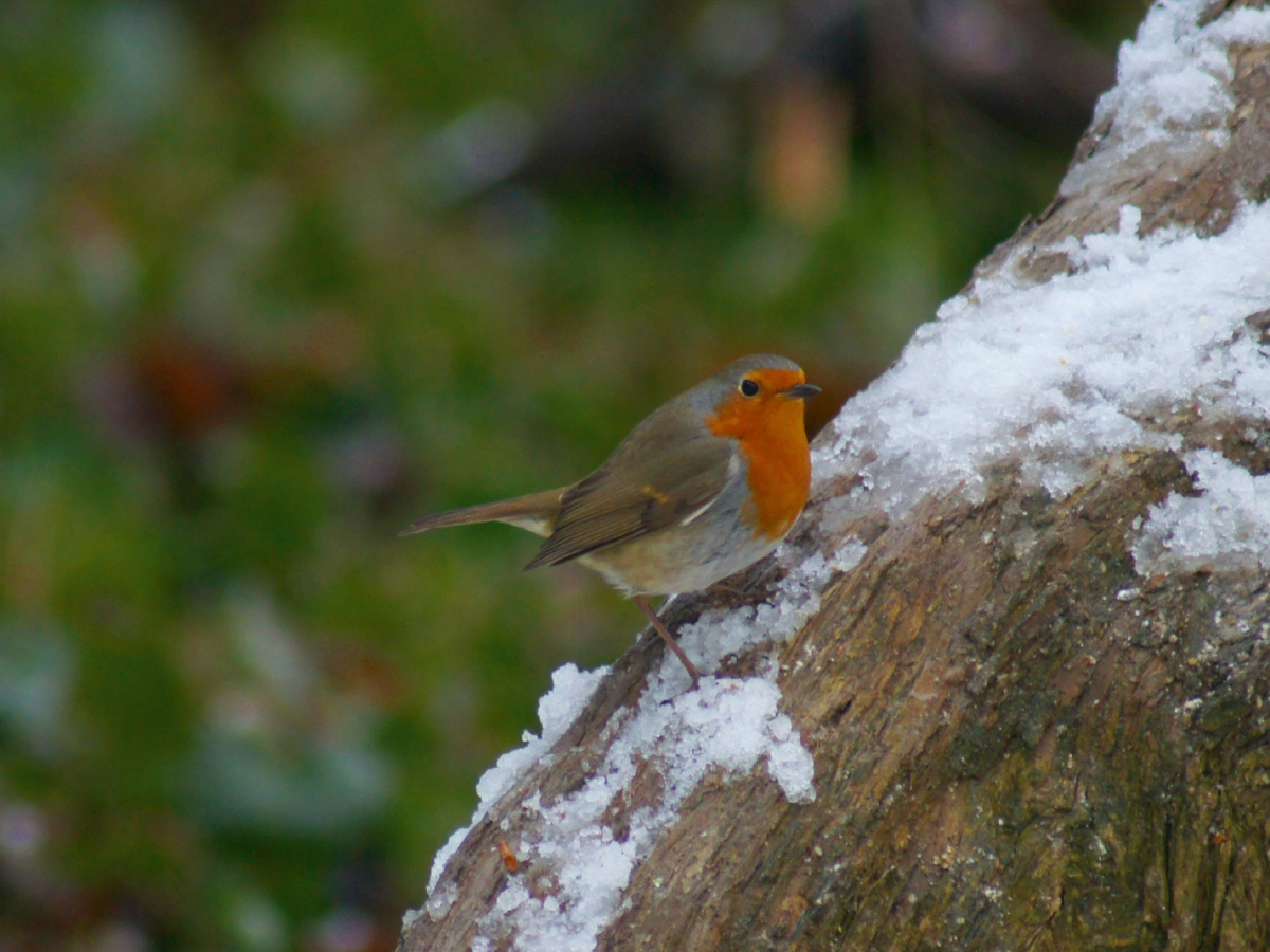 Rotkehlchen im Winter