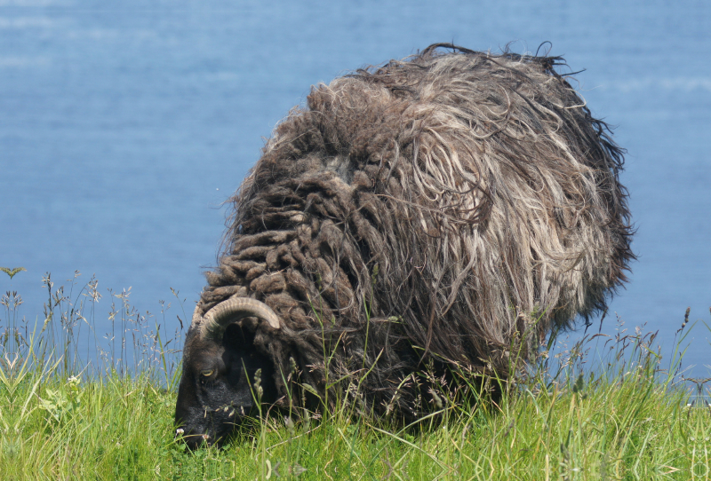 Schaf auf grünen Land von Helgoland