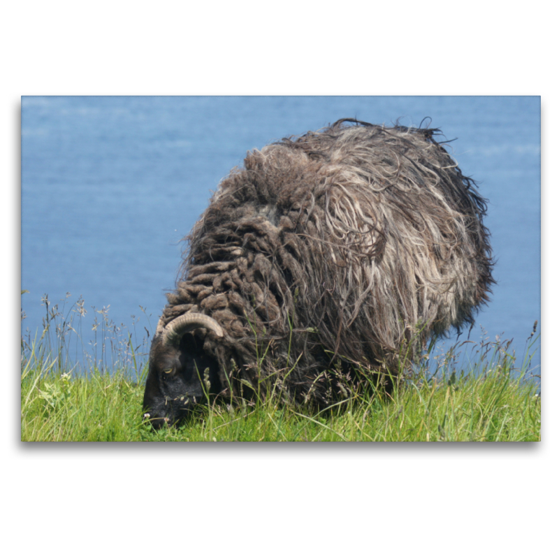 Schaf auf grünen Land von Helgoland