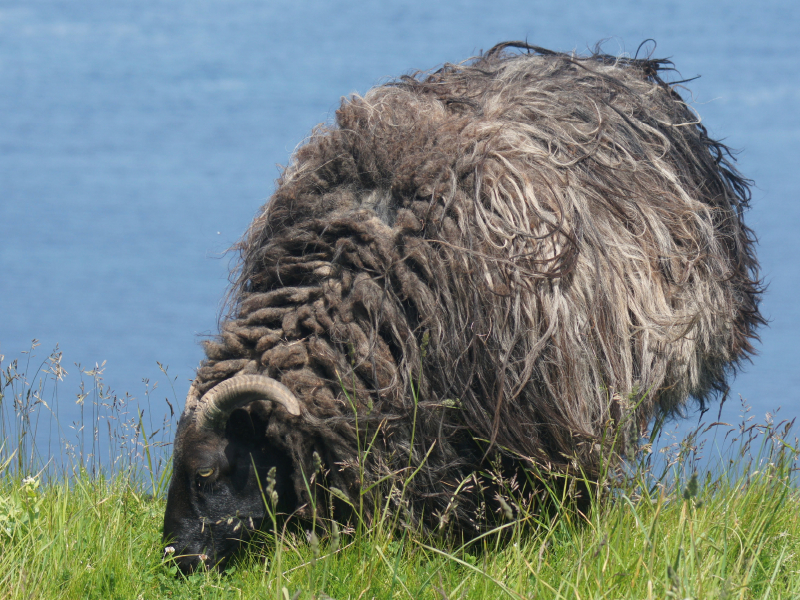 Schaf auf grünen Land von Helgoland