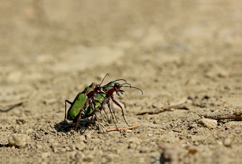 Feldsandläufer (Cicindela campestris) bei der Paarung