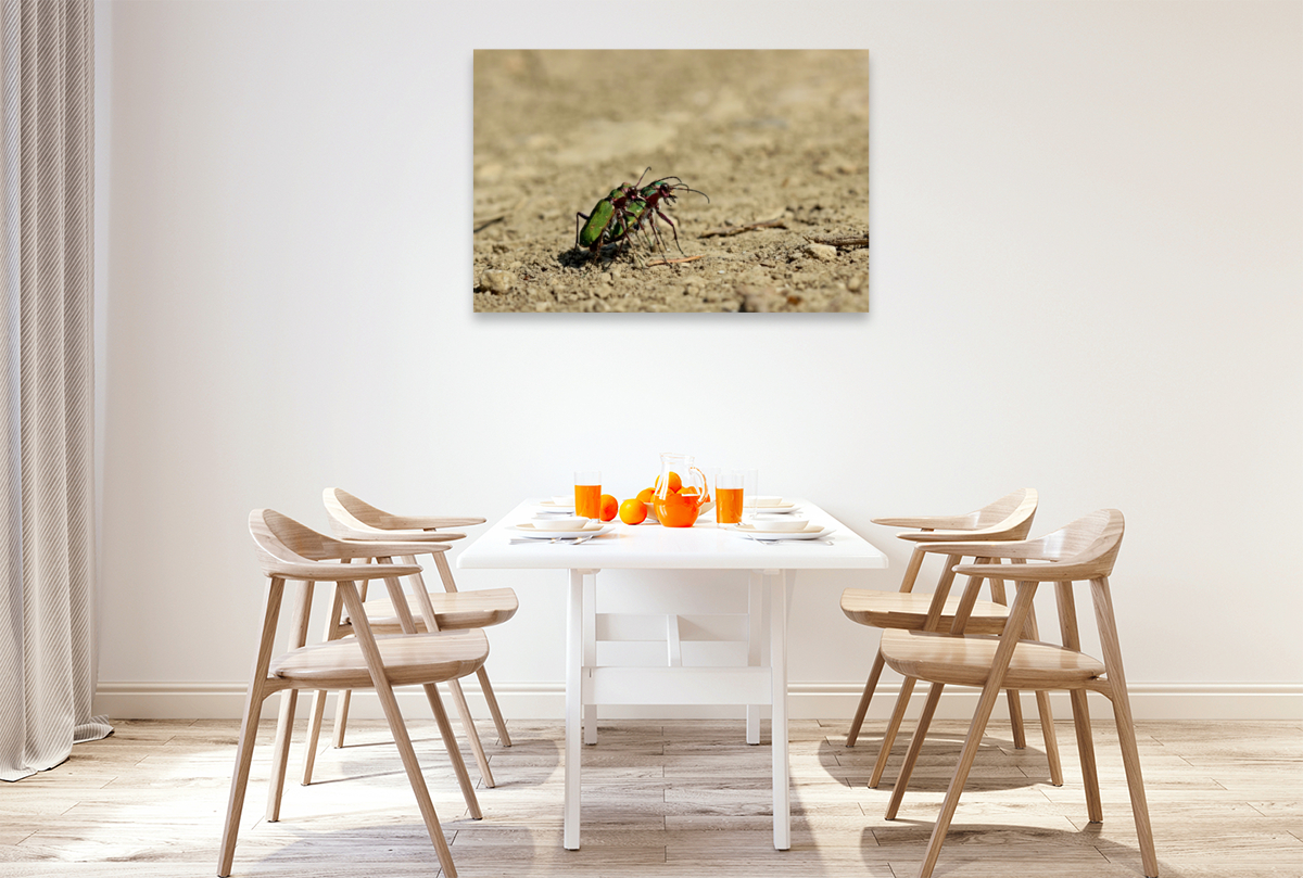 Feldsandläufer (Cicindela campestris) bei der Paarung