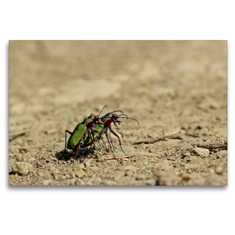 Feldsandläufer (Cicindela campestris) bei der Paarung