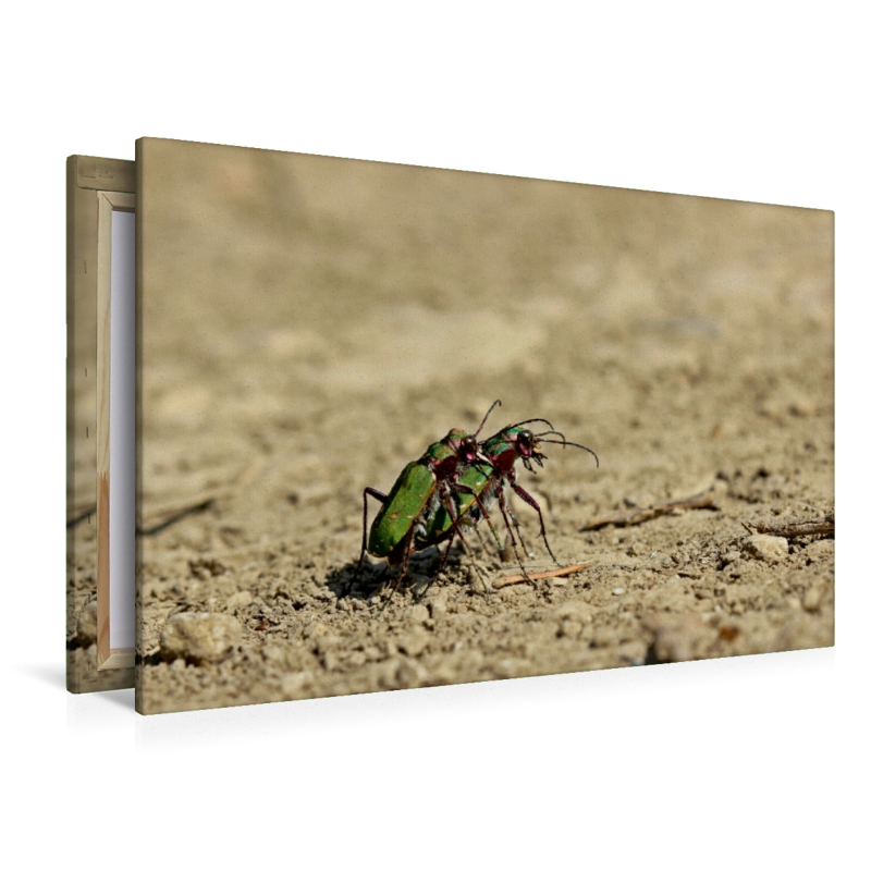 Feldsandläufer (Cicindela campestris) bei der Paarung