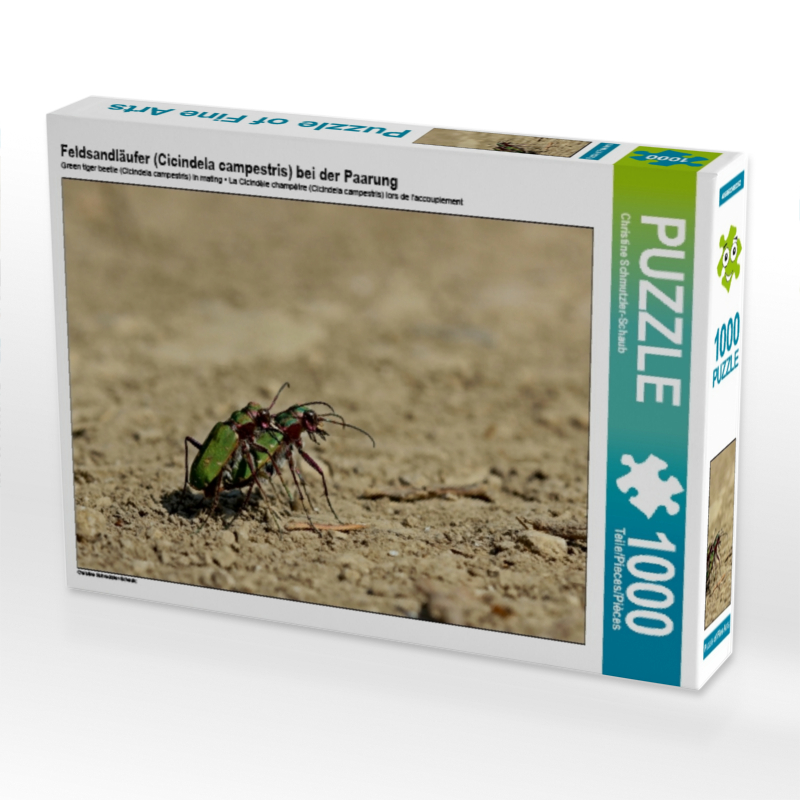 Feldsandläufer (Cicindela campestris) bei der Paarung