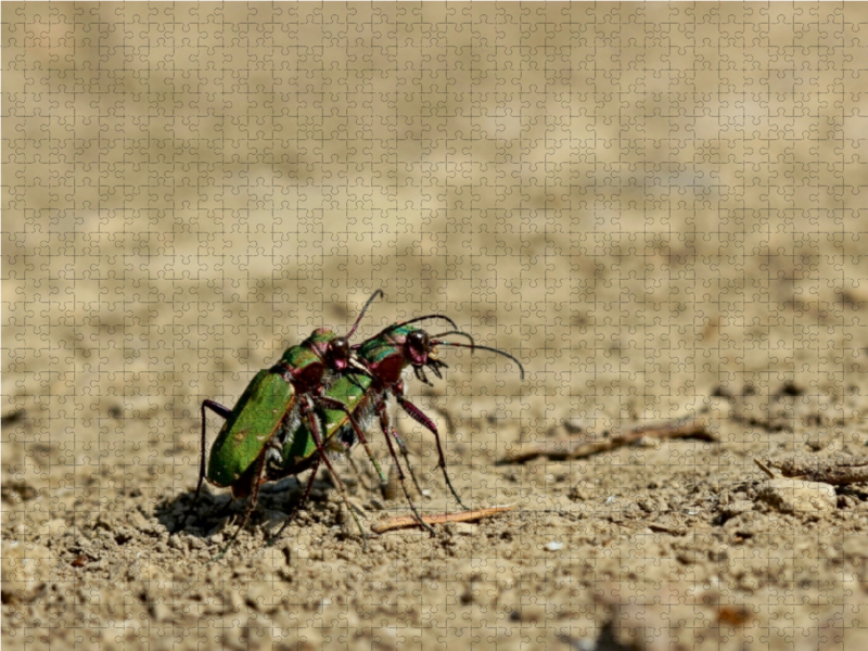 Feldsandläufer (Cicindela campestris) bei der Paarung