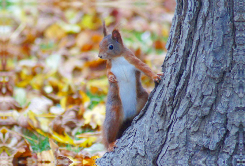 Cooles Eichhörnchen