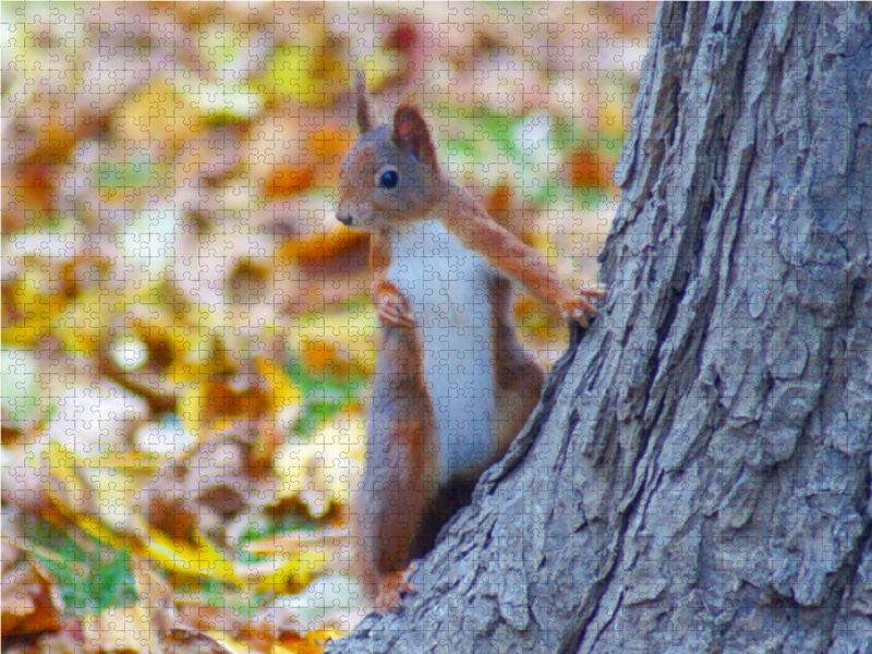 Cooles Eichhörnchen