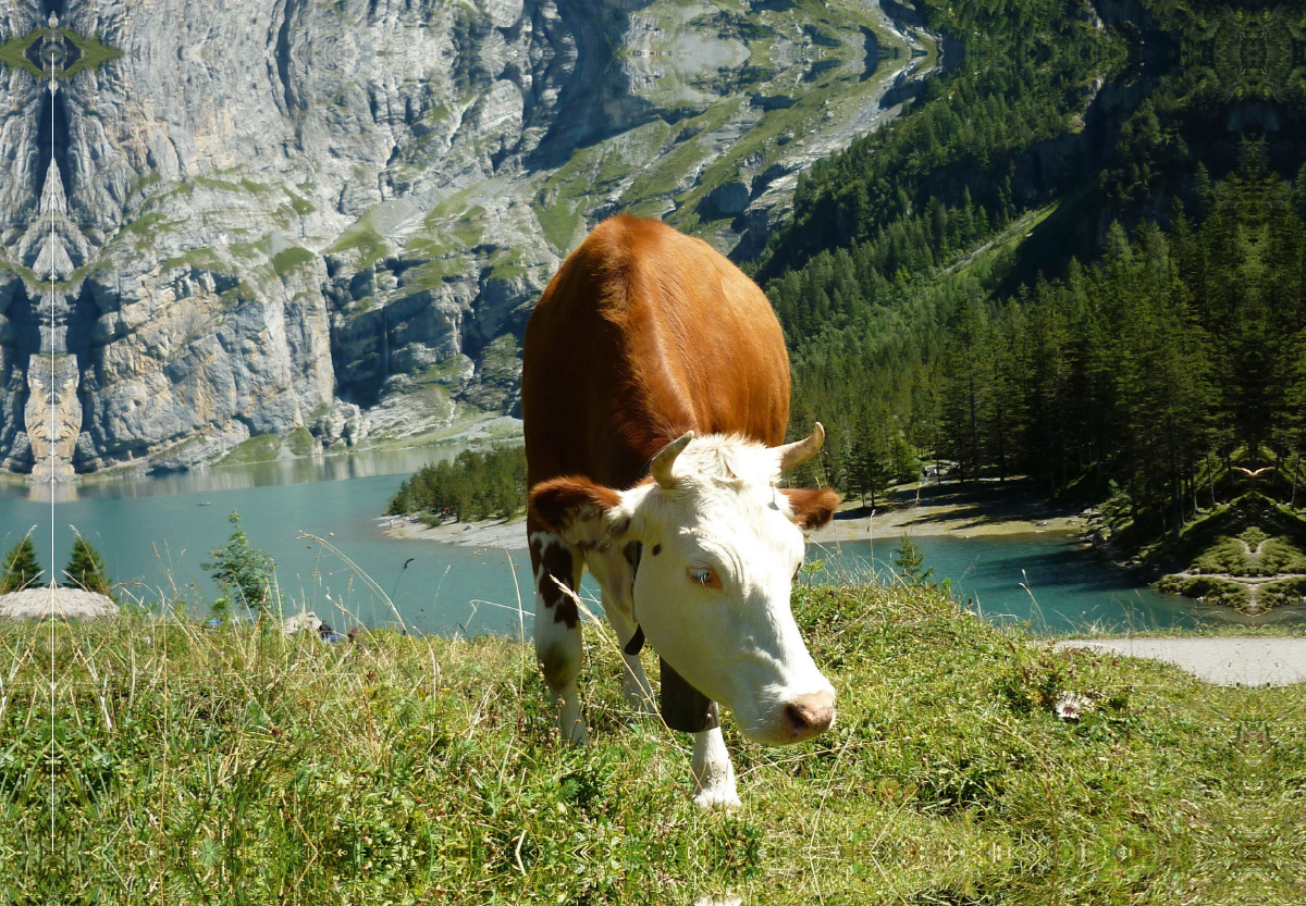 Kuh vorm Öschinensee