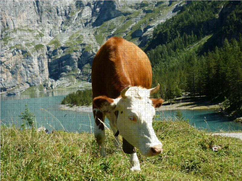 Kuh vorm Öschinensee