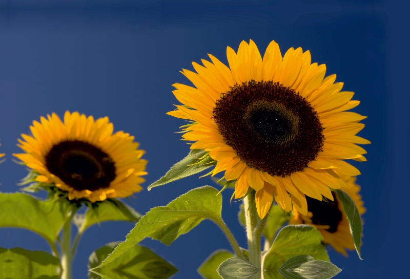 Sonnenblumen