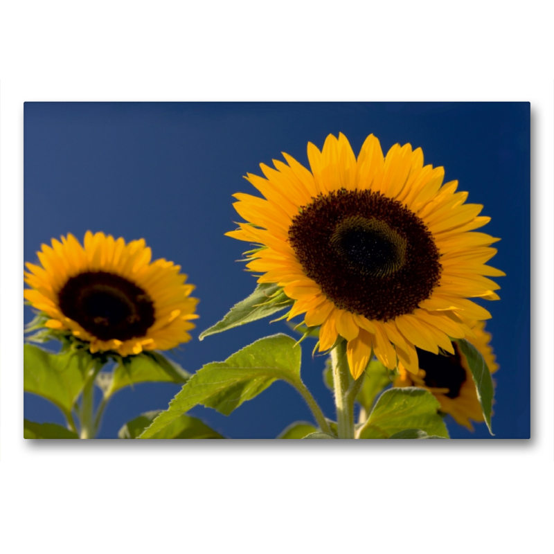 Sonnenblumen