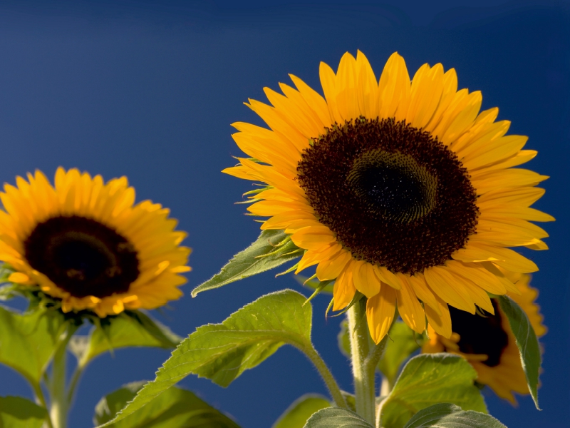 Sonnenblumen