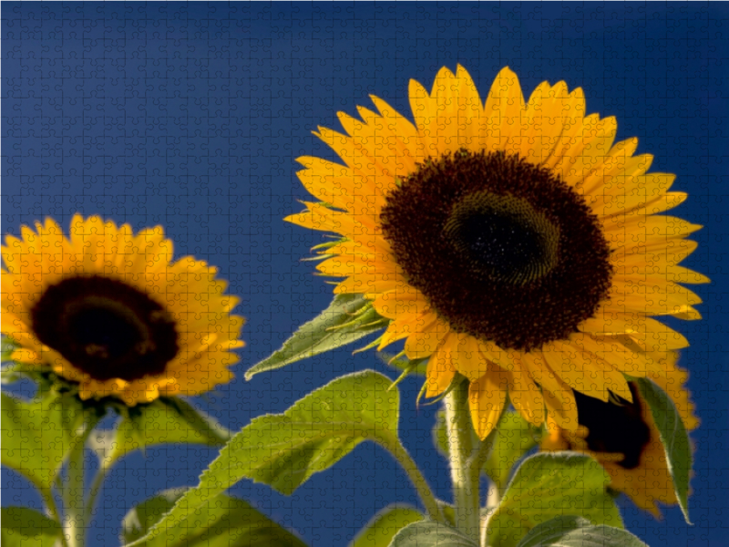 Sonnenblumen