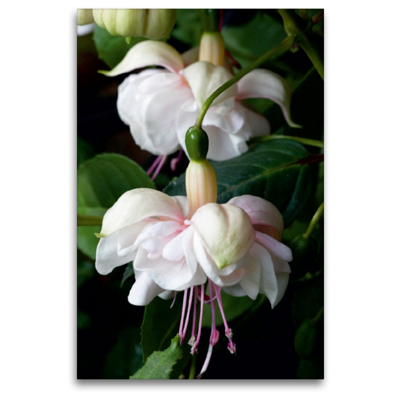 Fuchsie Jollies Avignon