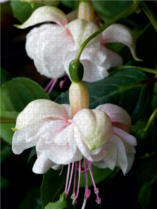 Fuchsie Jollies Avignon