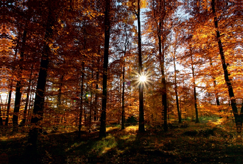 Sonnenstrahlen im herbstlichen Wald