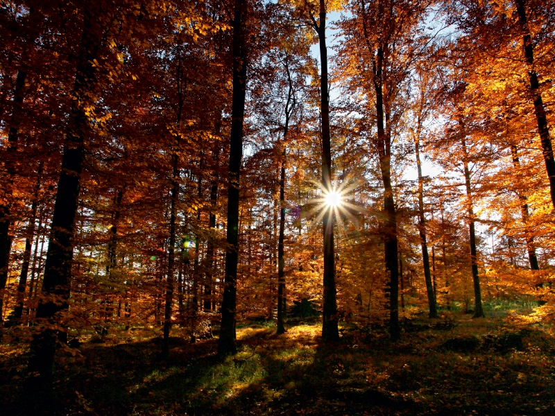 Sonnenstrahlen im herbstlichen Wald