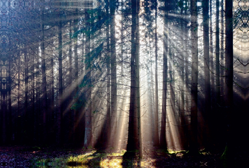 Sonnenstrahlen im Wald