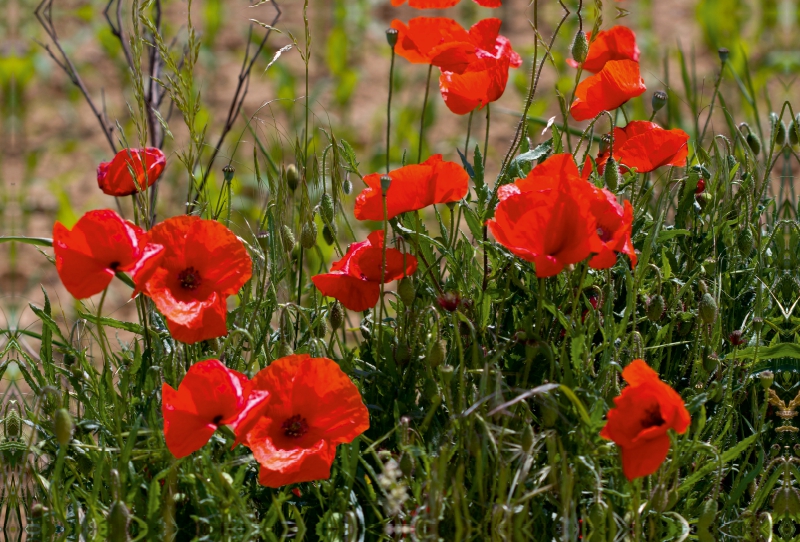 Mohnblumen am Feldrand