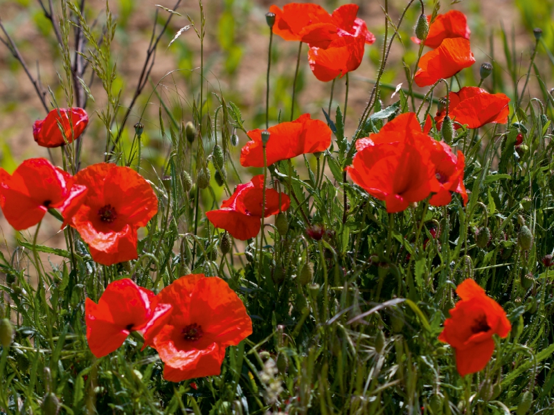 Mohnblumen am Feldrand