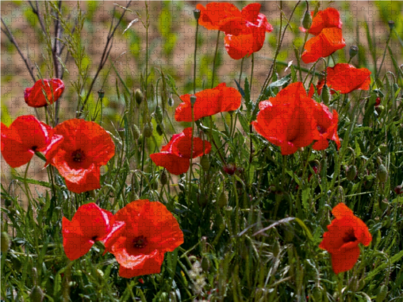 Mohnblumen am Feldrand