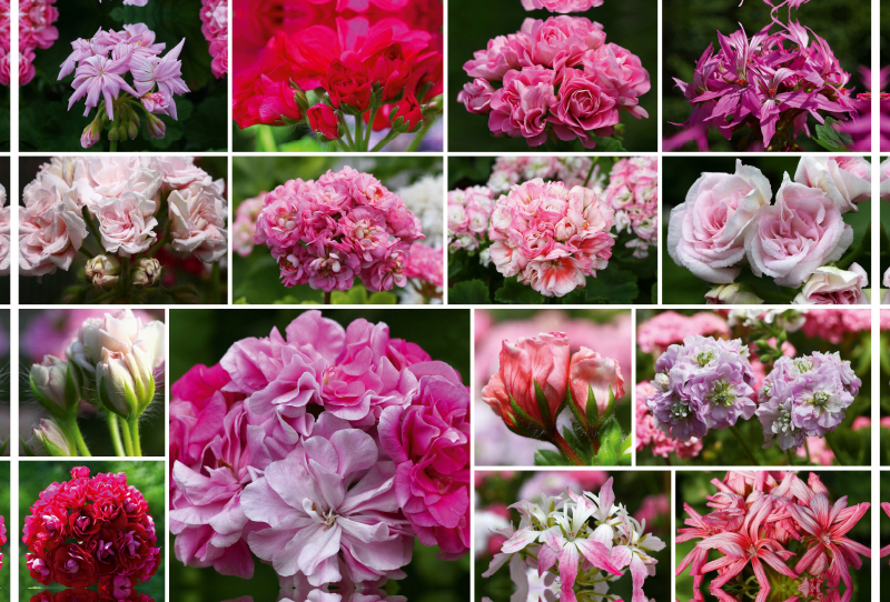 Pelargonien Collage