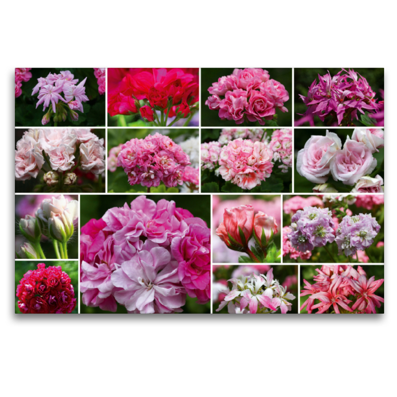 Pelargonien Collage