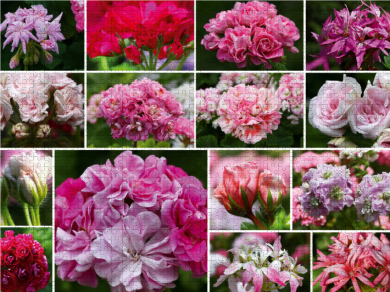 Pelargonien Collage