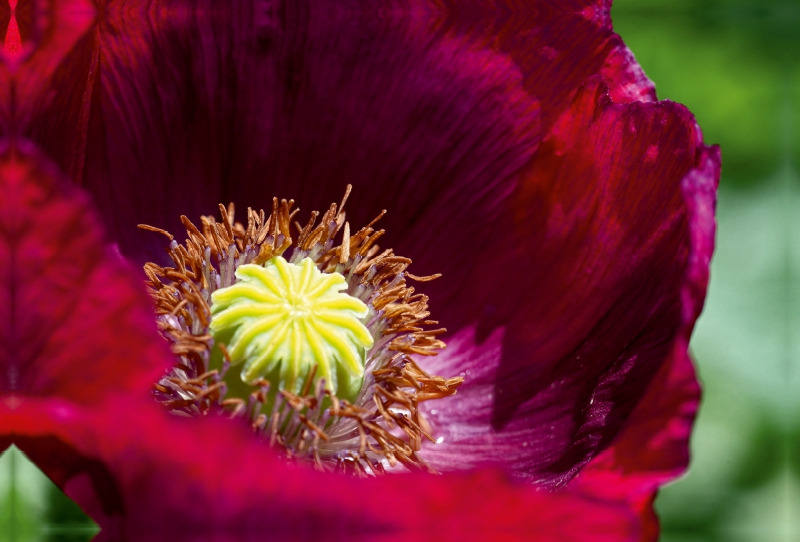 Dunkelroter Mohn im Garten