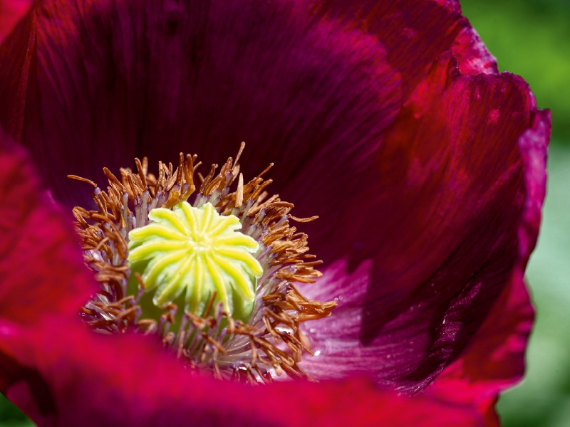 Dunkelroter Mohn im Garten