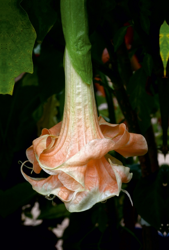 Brugmansia Angels Flight