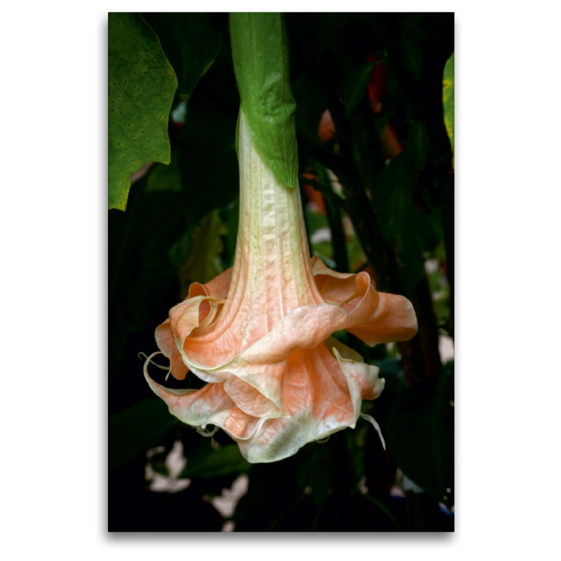 Brugmansia Angels Flight