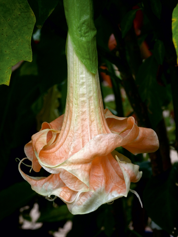 Brugmansia Angels Flight