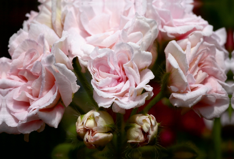 Pelargonie Millfield Rose