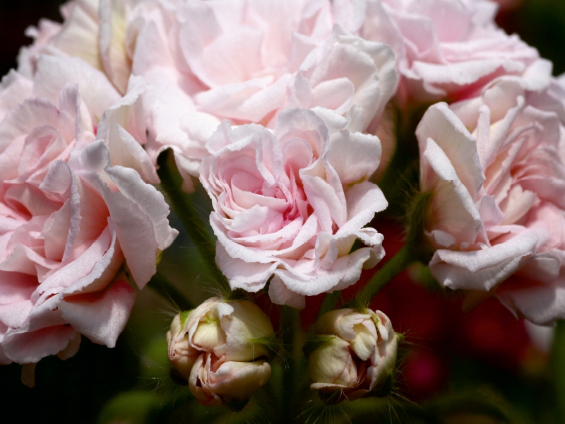 Pelargonie Millfield Rose