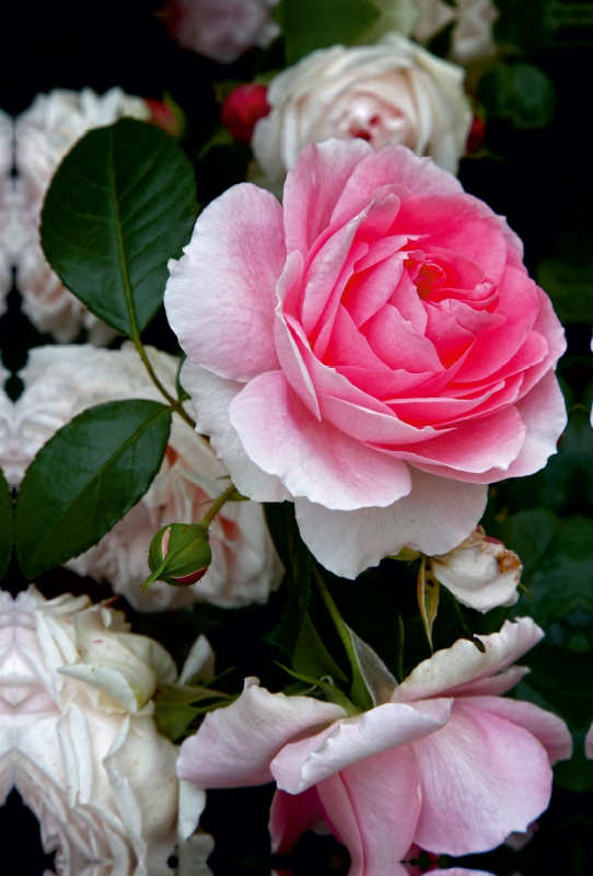 Wunderschöne Rosen im Garten