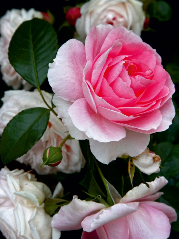 Wunderschöne Rosen im Garten