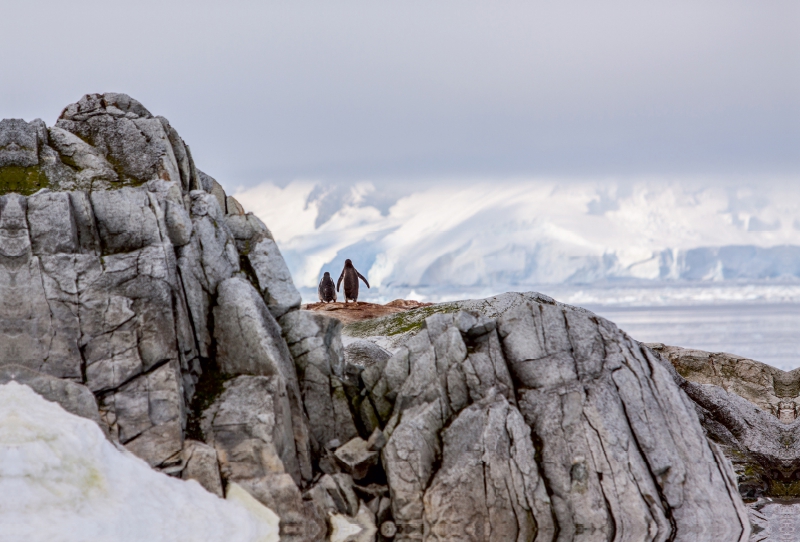 Pinguin - Vater und Sohn - Antarktis