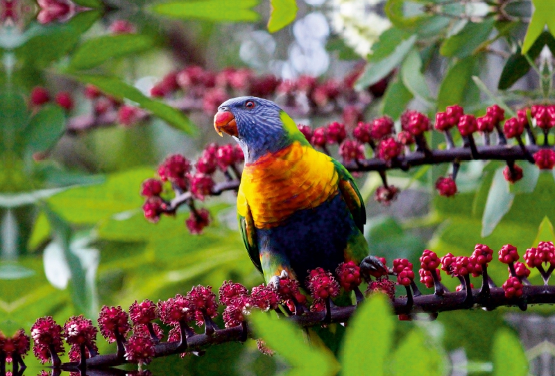 Allfarblori - Sunshine Coast - Queensland