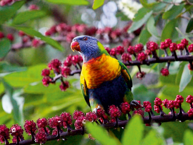 Allfarblori - Sunshine Coast - Queensland