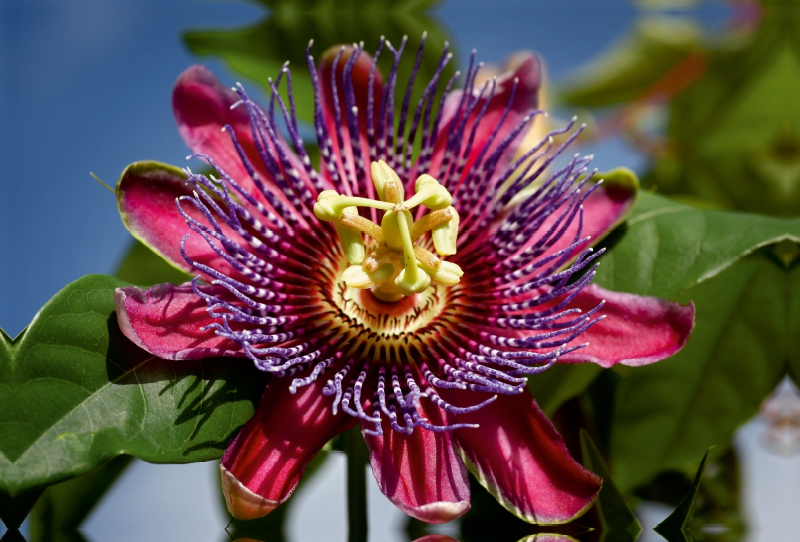 Passiflora - Passionsblume