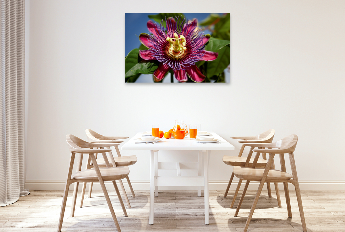 Passiflora - Passionsblume