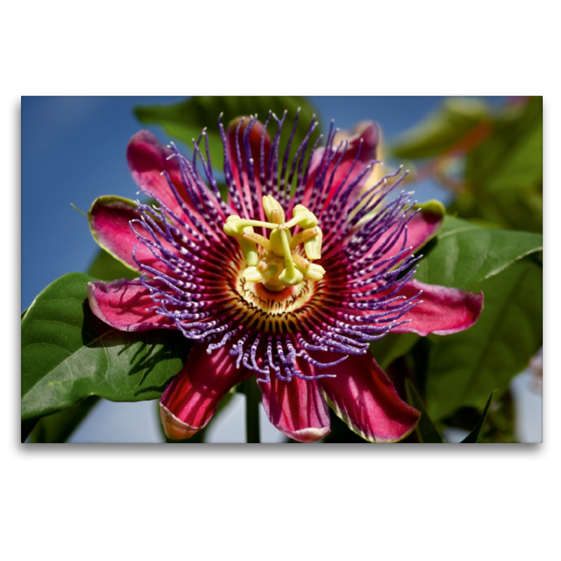 Passiflora - Passionsblume